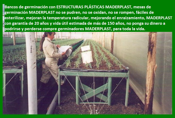 bancos de enraizamiento banco para enraizar y propagar flores clavel rosa esqueje brotes maderas plásticas maderplast para bancos de germinación de flores propagación de plantas vivas camas 004 bancos de enraizamiento banco para enraizar y propagar flores clavel rosa esqueje brotes maderas plásticas maderplast para bancos bancos de enraizamiento banco para enraizar y propagar flores clavel rosa esqueje brotes maderas plásticas maderplast para bancos de germinación de flores propagación de plantas vivas camas 004 de germinación de flores propagación de plantas vivas camas 004